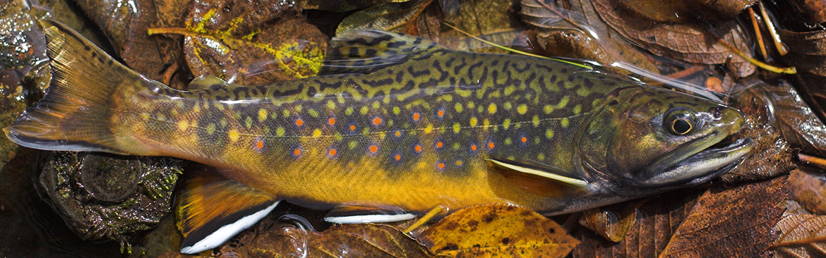 Year-Round Trout Fishing